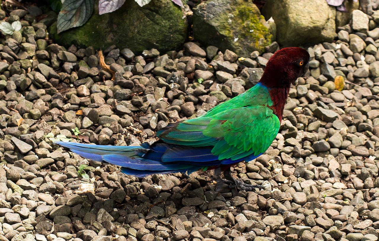 Sigatoka, Fiji